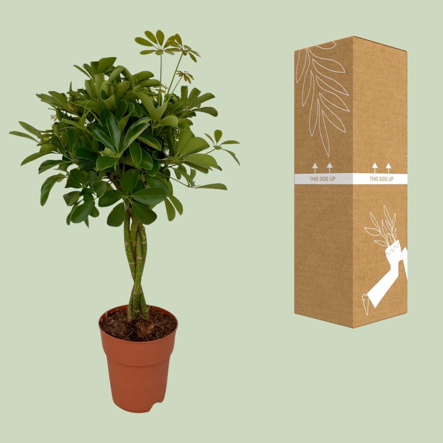 Schefflera Compacta - Ø19cm - ↕80cm