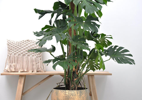 Monstera Deliciosa XXL - 150cm - ⌀27