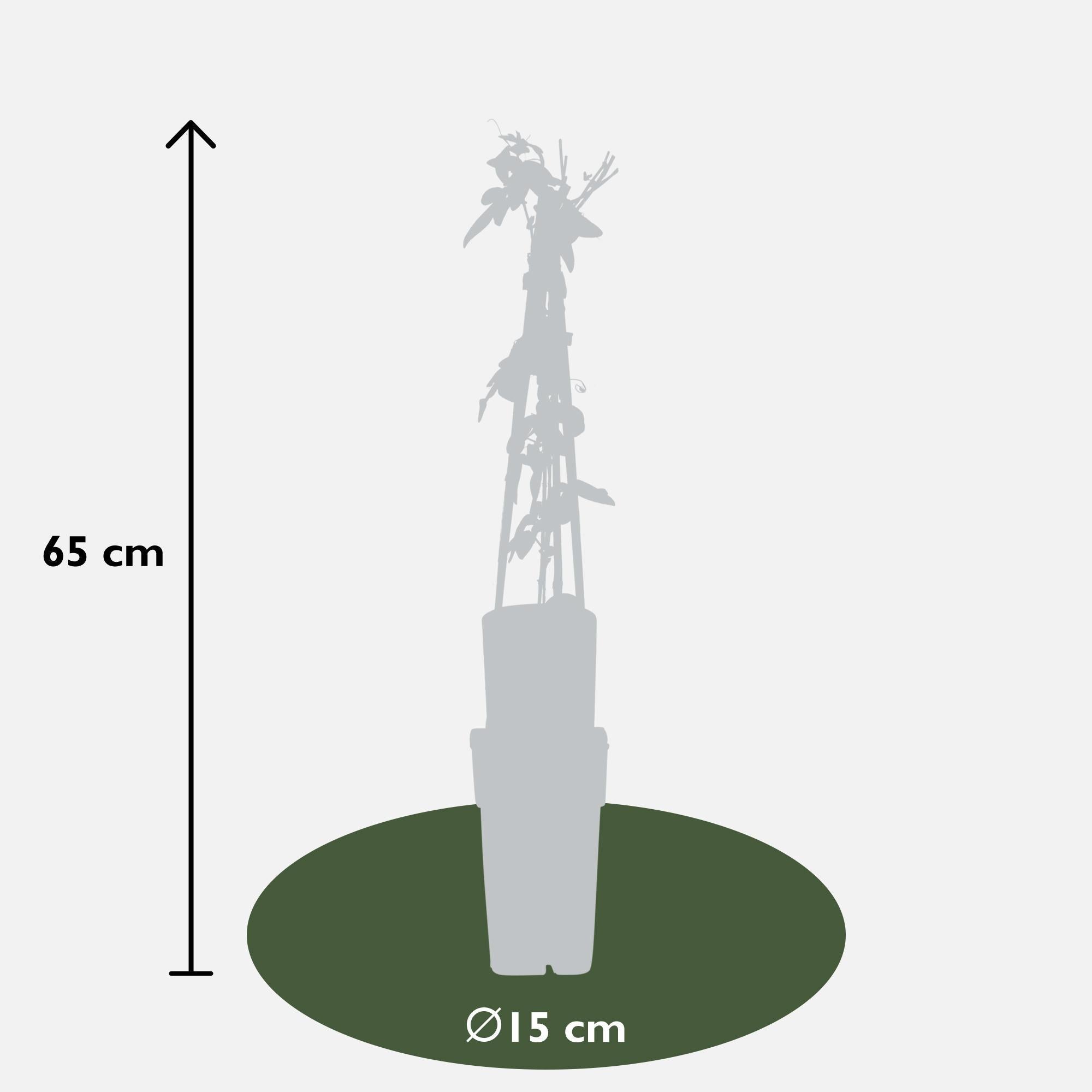 3x - Passiflora mix - ↨65cm - Ø15