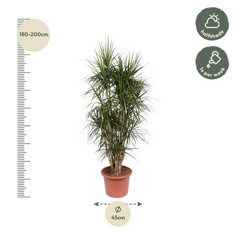 Dracaena Marginata verzweigt - 190 cm - ø45