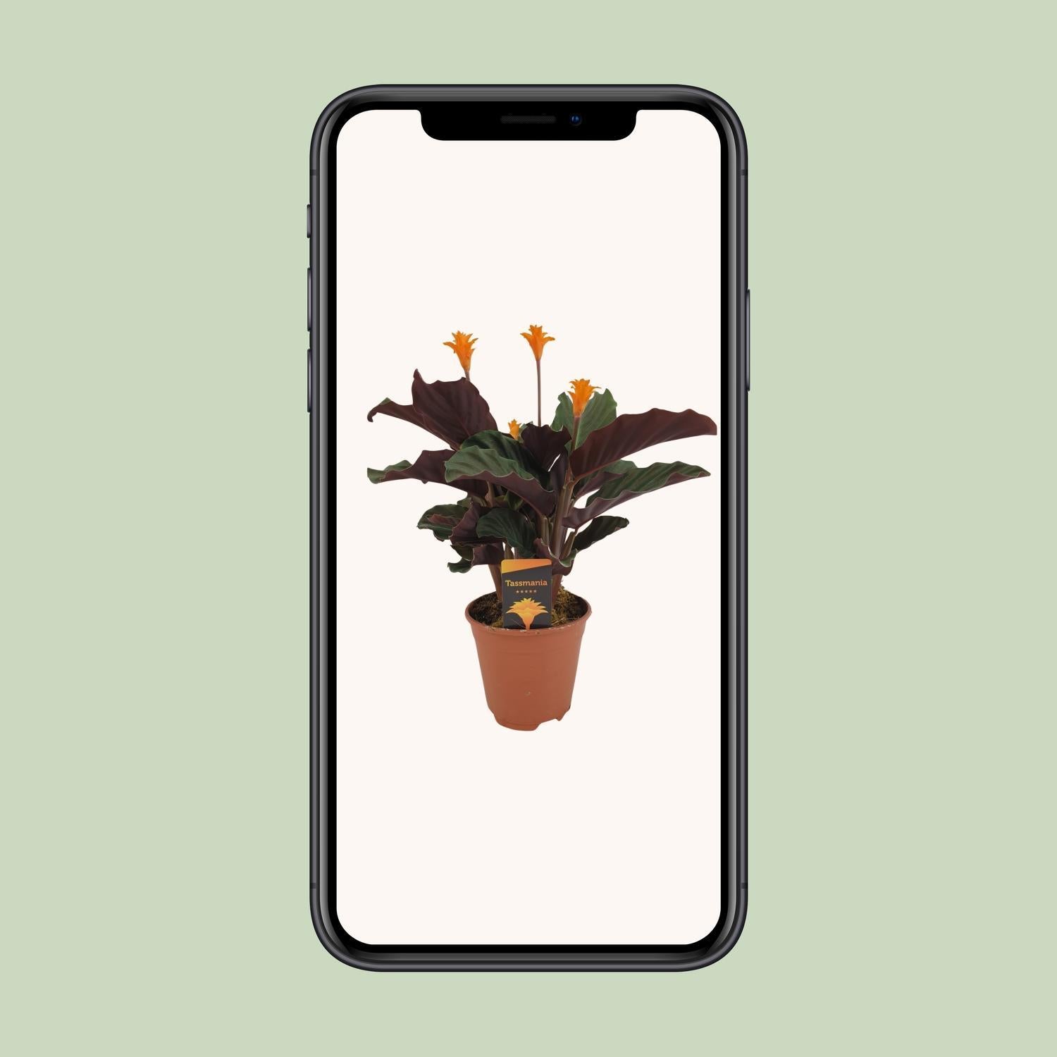 Calathea Crocata - Ø14cm - ↕40cm