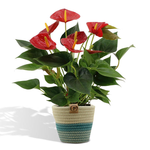 Anthurium Andreanum Diamond Red inkl. PURE Korb - 45cm - Ø12