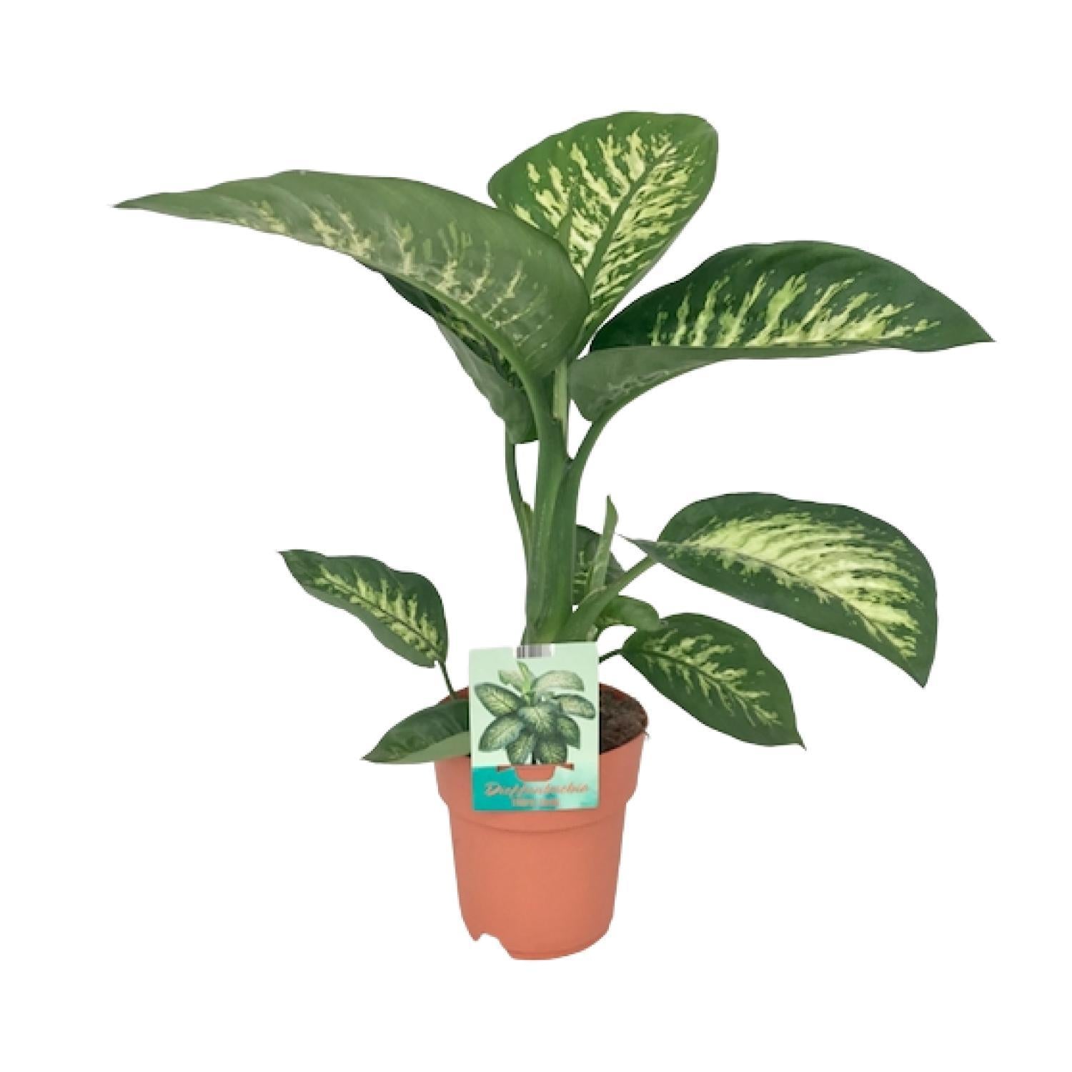 Dieffenbachia Seguine Tropic Snow - Ø19cm - ↕70cm