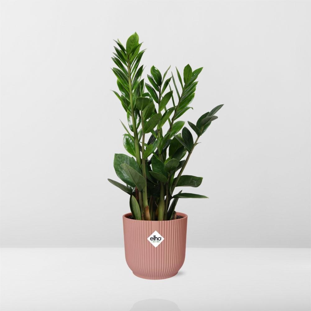 Zamioculcas – Höhe 45-50 in elho Vibes Fold 14cm Rosa