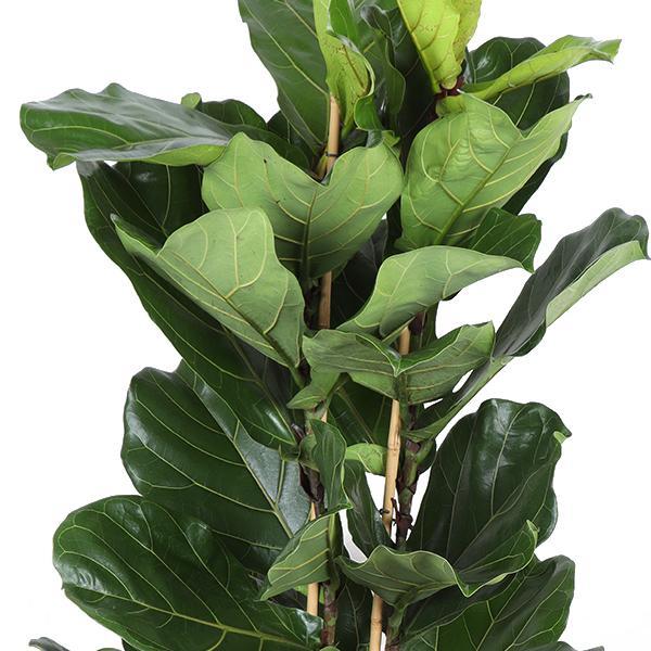 Ficus Lyrata Ø27cm ↕140cm in Boule Taupe Topf