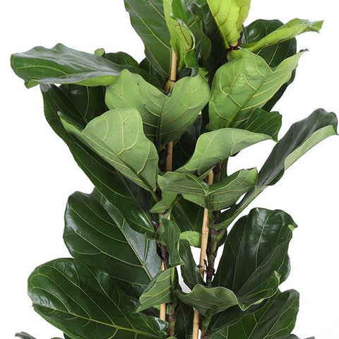 Ficus Lyrata Ø27cm ↕140cm in Boule Taupe Topf
