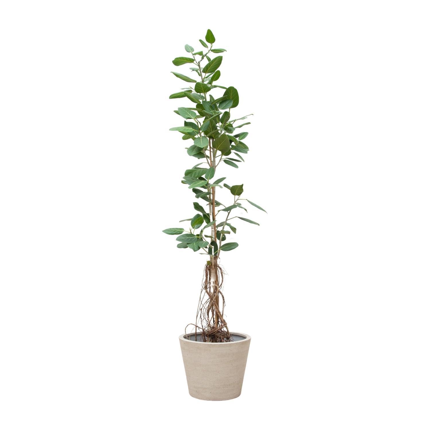 Ficus Benghalensis Audrey auf Stamm mit hängenden Wurzeln - 220cm - ø45