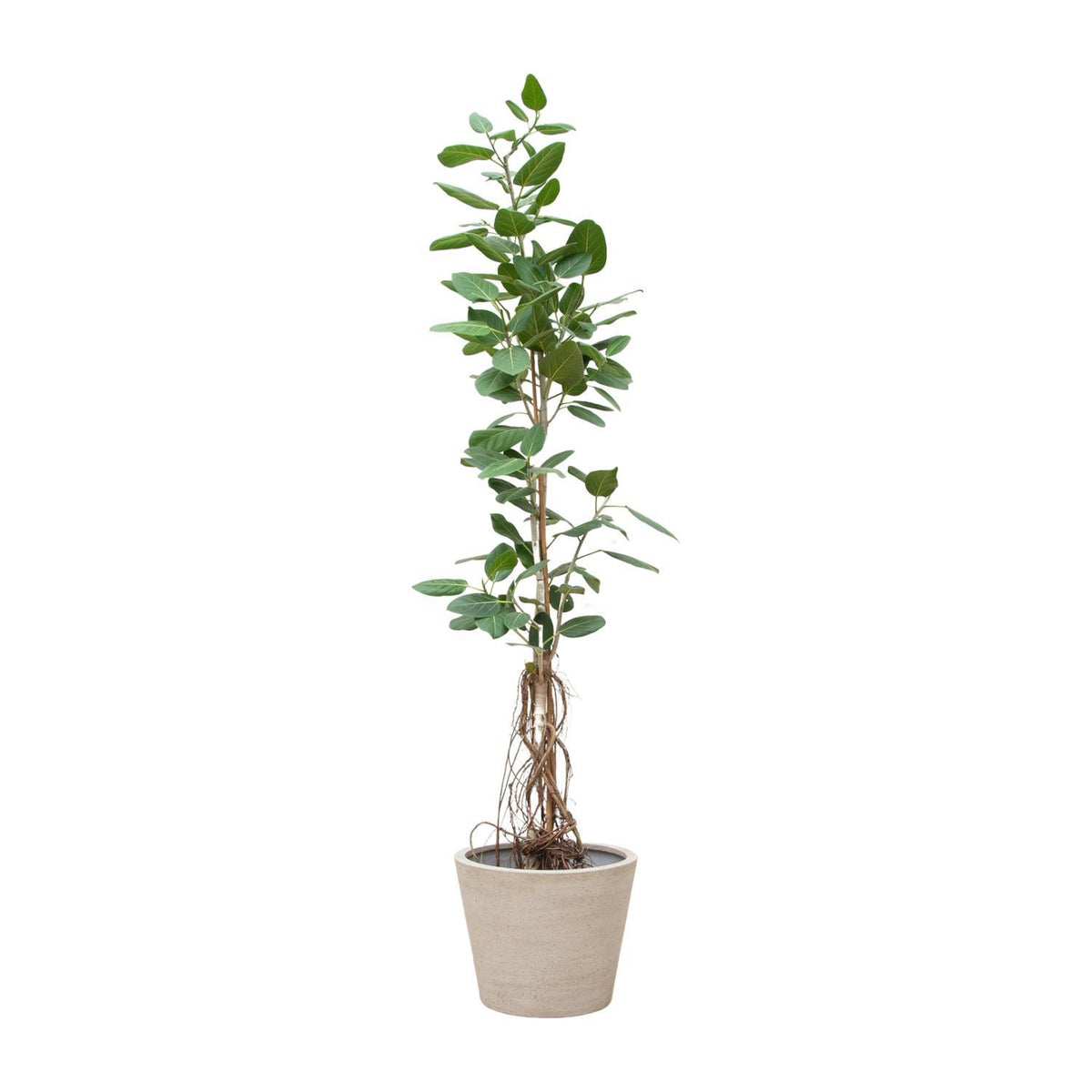 Ficus Benghalensis Audrey auf Stamm mit hängenden Wurzeln - 220cm - ø45