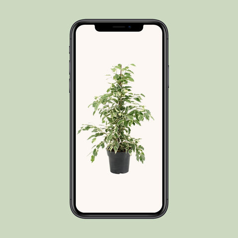Ficus Benjamina Twilight - Ø17cm - ↕70cm