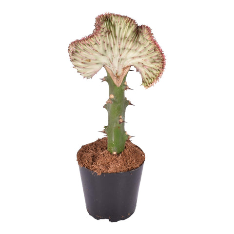 Euphorbia Lactea Cristata Rot - 30 cm - ø10,5