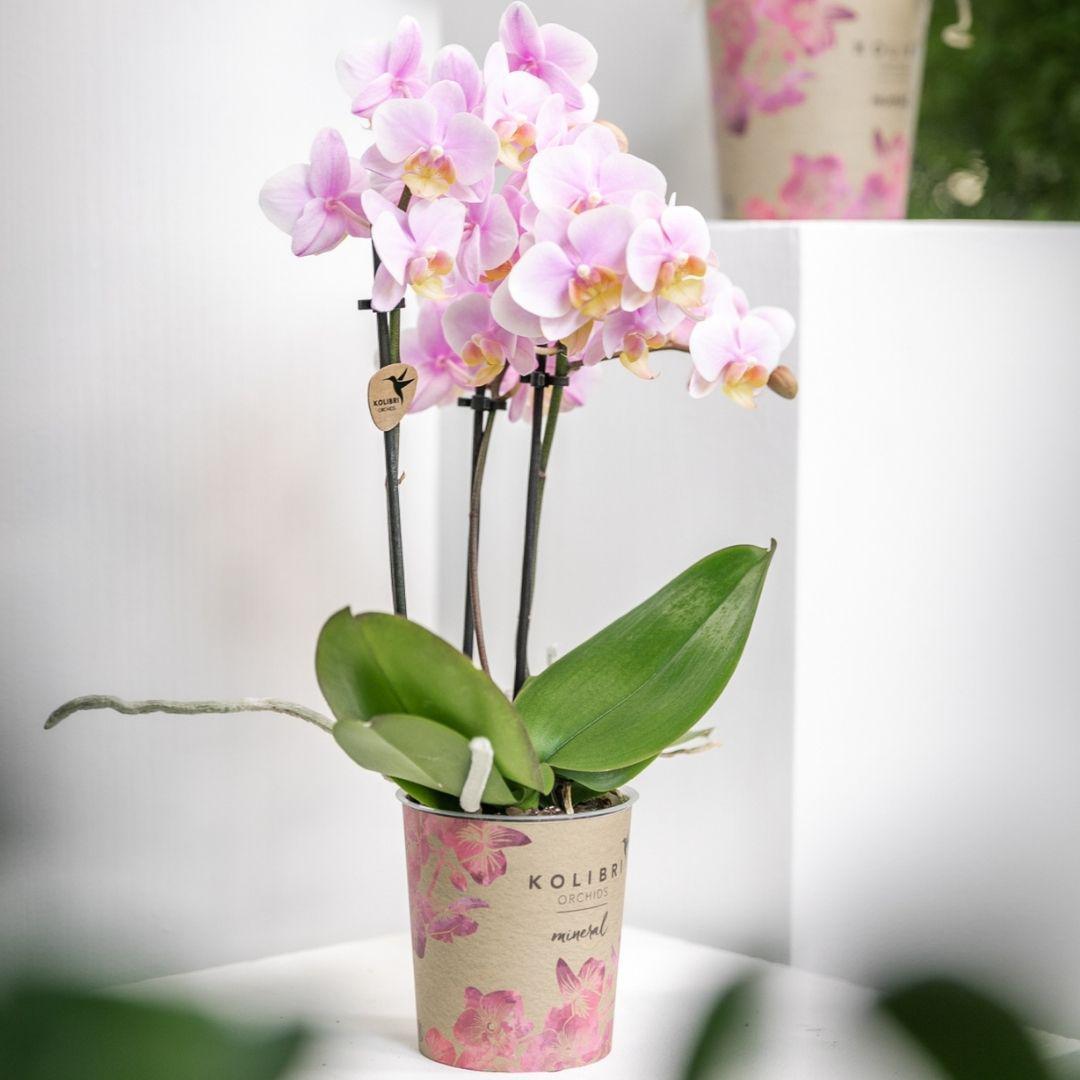 Kolibri Orchids | Rosa Phalaenopsis Orchidee - Andorra - Topfgröße Ø9cm | blühende Zimmerpflanze - frisch vom Züchter