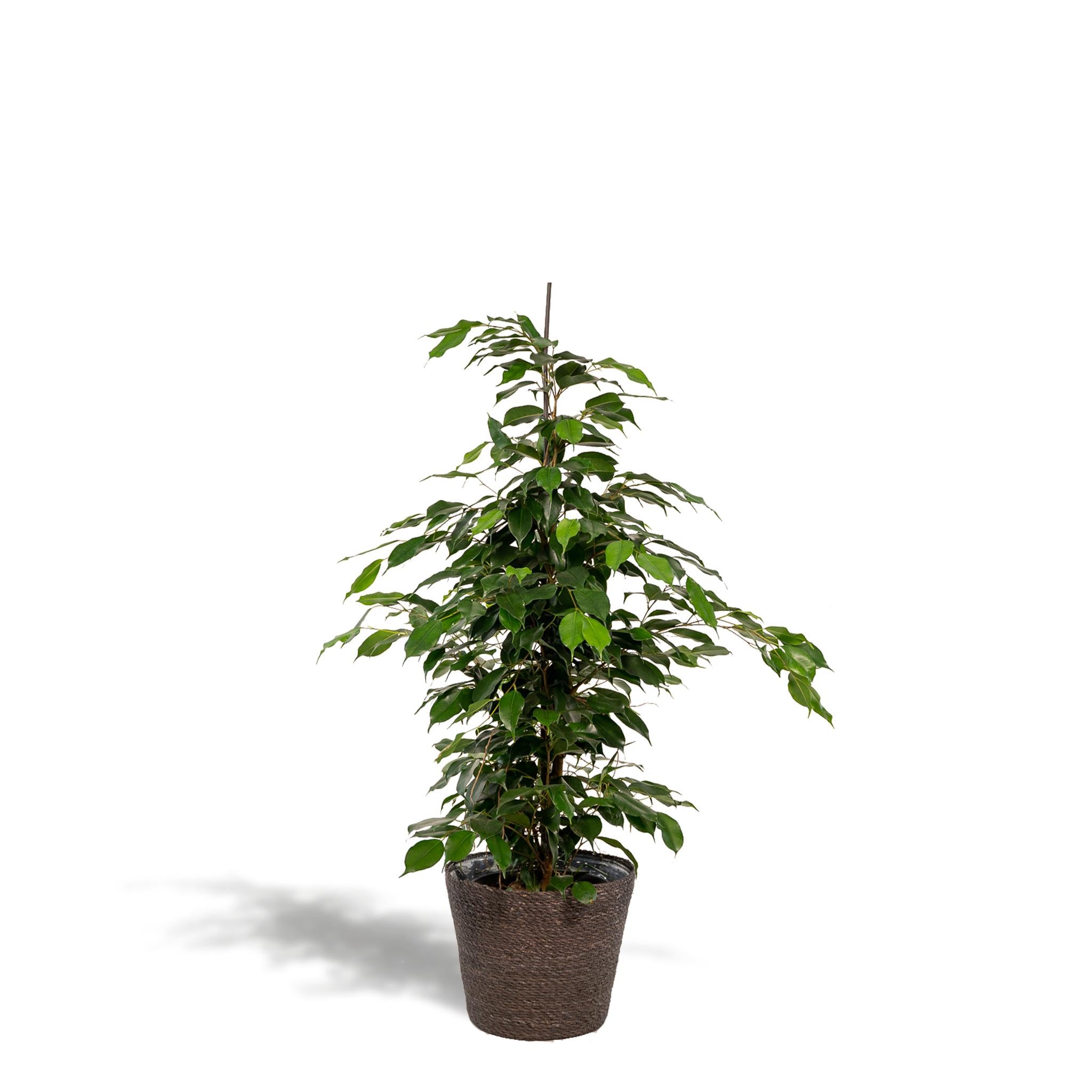 Ficus benjamina Danielle - Ø21cm - ↕95cm + Korb Igmar