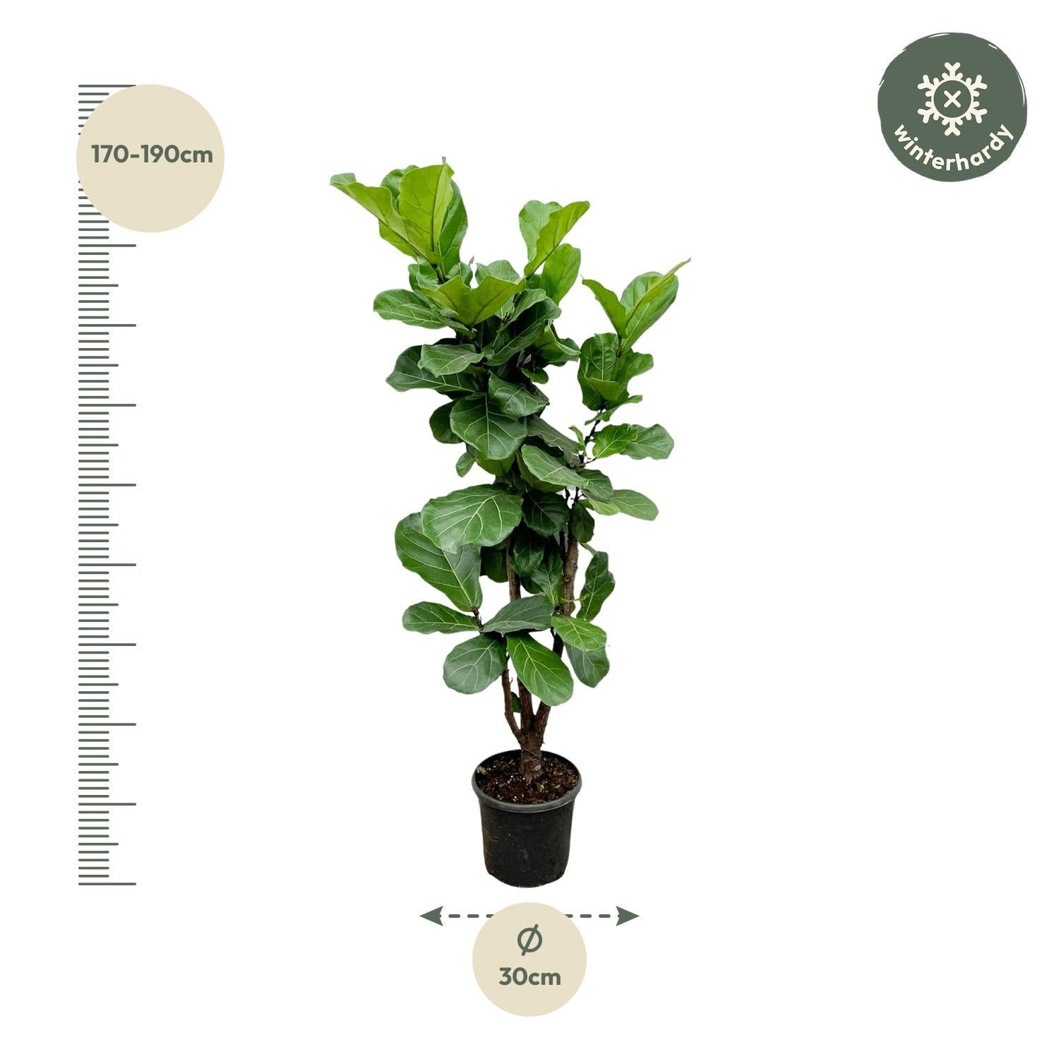 Ficus Lyrata verzweigt - 180cm - ⌀30