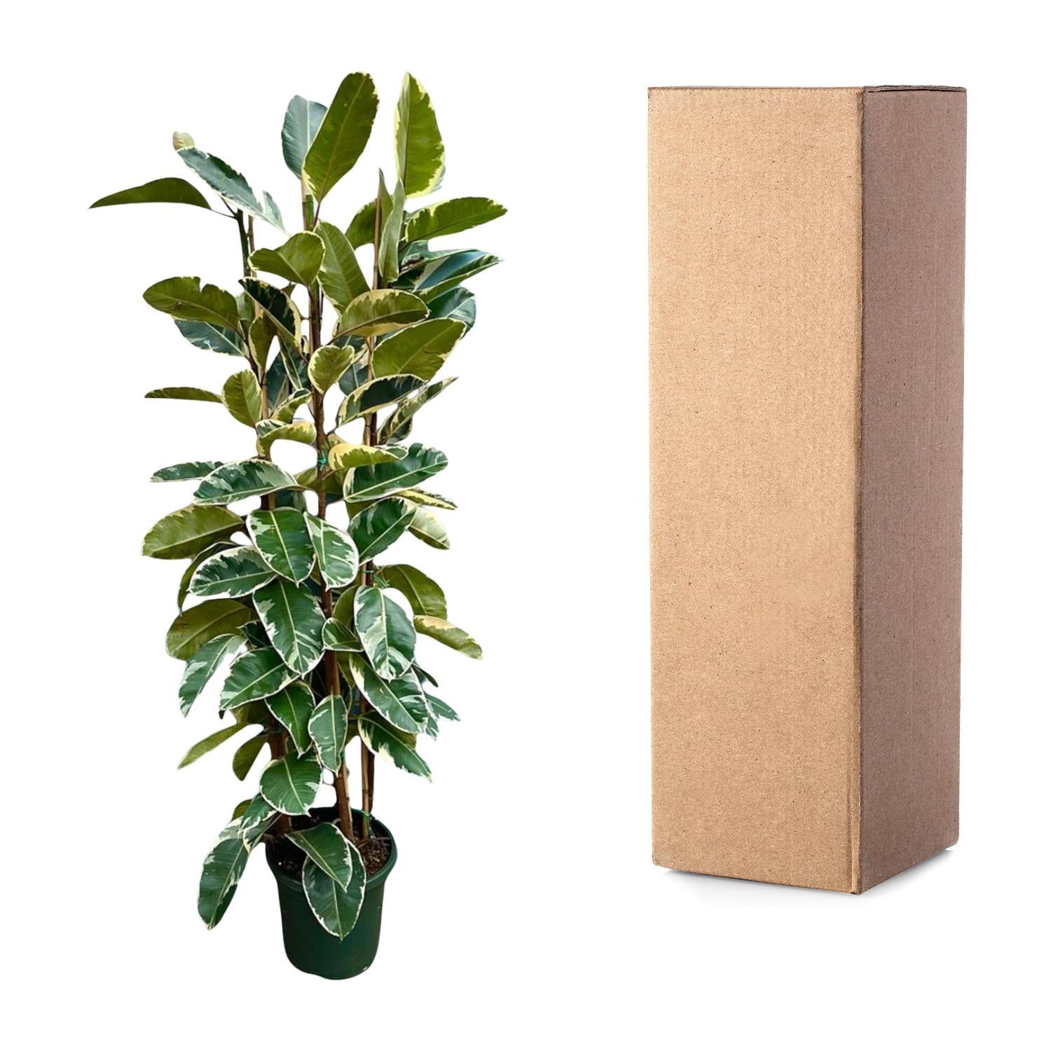 Ficus Elastica Tineke Strauch - 225cm - ø40