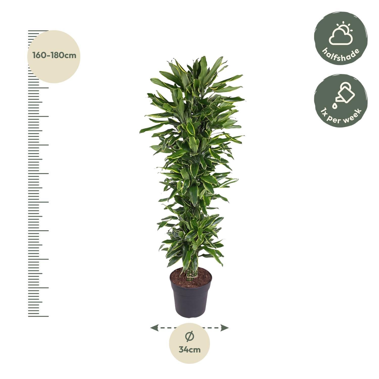 Dracaena Golden Coast verzweigt - 170 cm - ø34