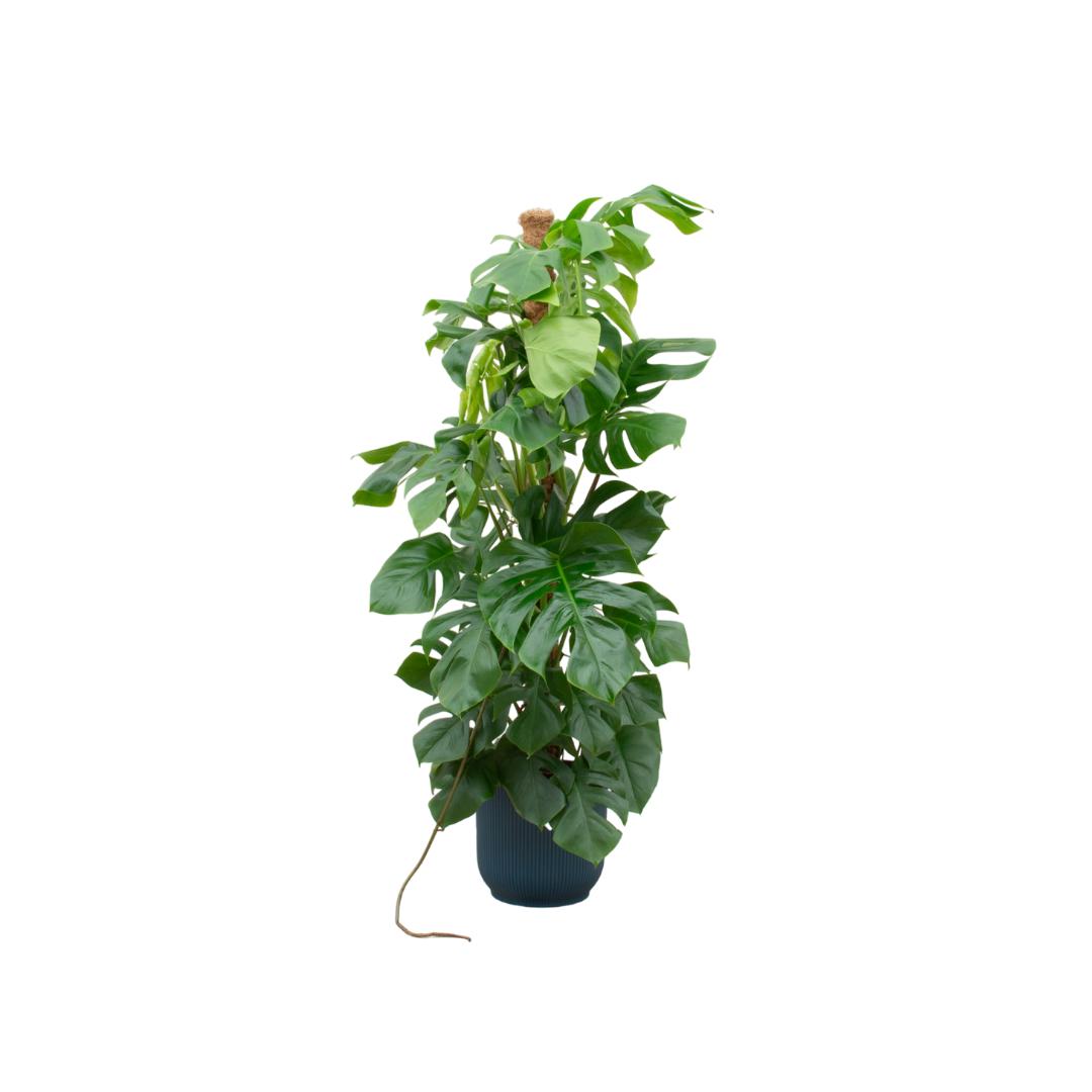 Kombi-Angebot - Monstera Pertusum XL inkl. elho Vibes Fold Rund Blau Ø30 - 150 cm