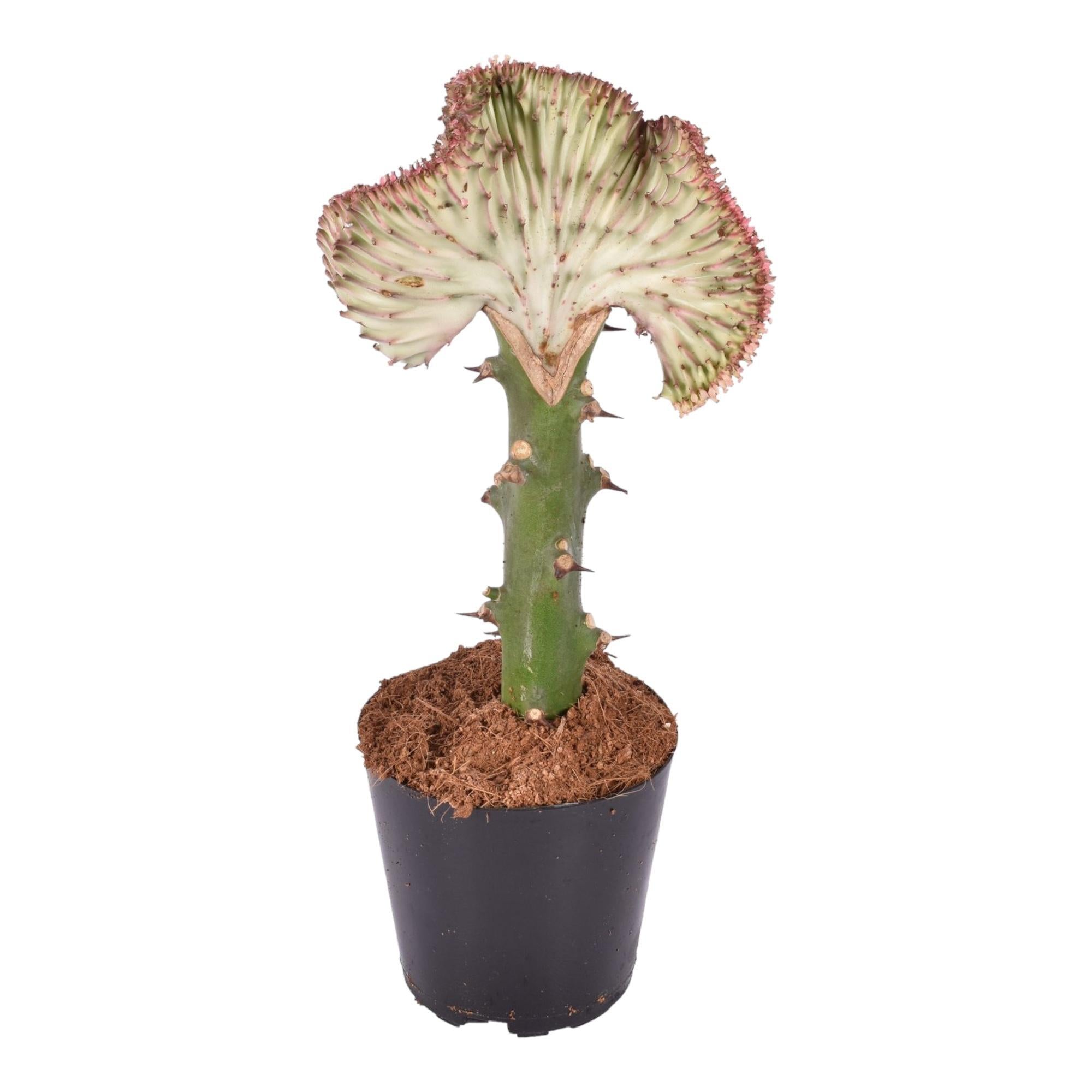 Euphorbia Lactea Cristata Rot  - 35 cm - ø12