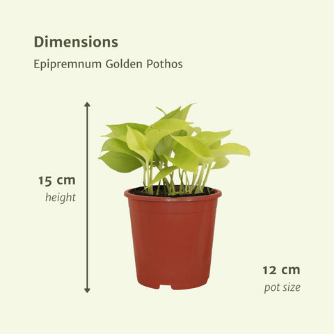 Epipremnum Golden Pothos (Scindapsus) - 4 Stücke - Ø12cm - ↕15cm