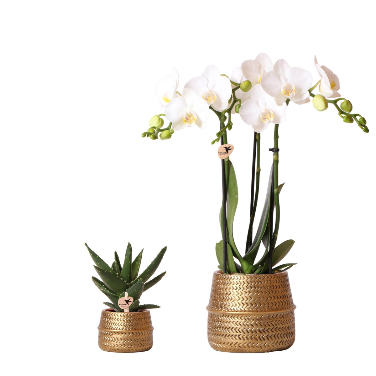 Kolibri Company - Pflanzenset Groove gold | Set mit weißer Phalaenopsis Orchidee Amabilis Ø9cm und grüner Sukkulente Aloe Brevifolia Ø6cm | inkl. goldenen Keramik-Ziertöpfen