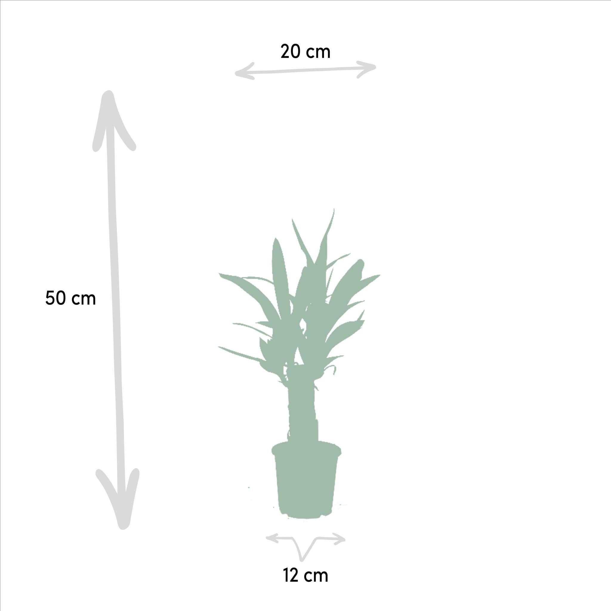 Yucca - Ø12cm - ↕50cm