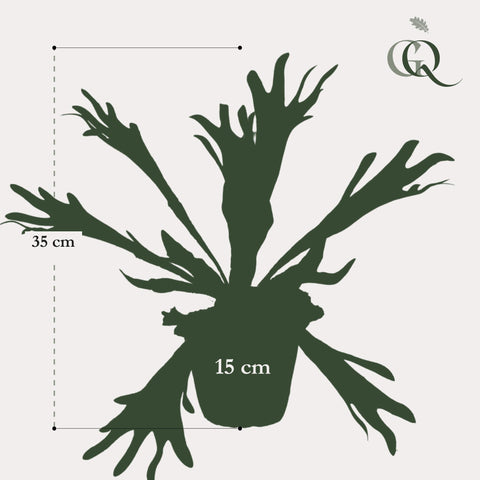 Kunstpflanze - Staghorn Farn - Geweihfarn - 33 cm