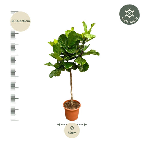 Ficus Lyrata Baum XXL - 210 cm - ø40