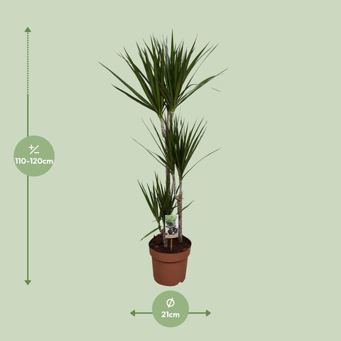 Dracaena Marginata - Ø21 ↕120