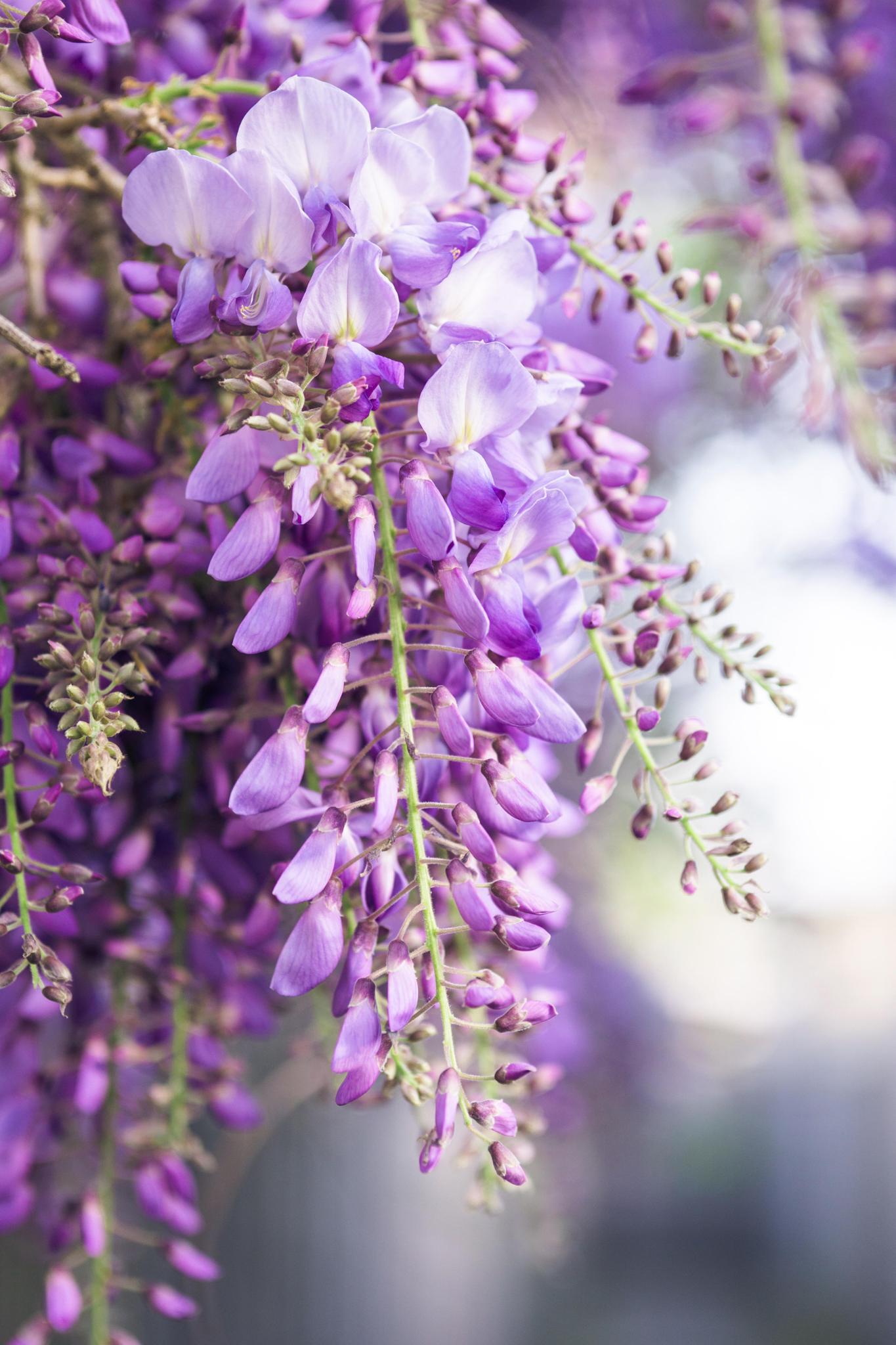 2x - Wisteria floribunda 'Naga Noda' - ↨65cm - Ø15