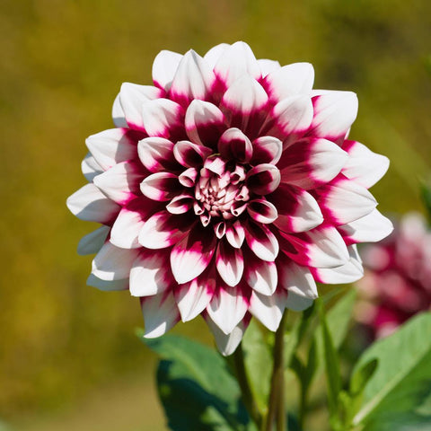 Flowerbulbs Amsterdam - 24x Dahlia Mystery Day, Grootbloemige Uitstraling, 4 m2 dahlia plezier