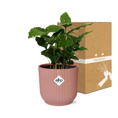 Coffea Arabica in ELHO Vibes Fold 14cm Rosa