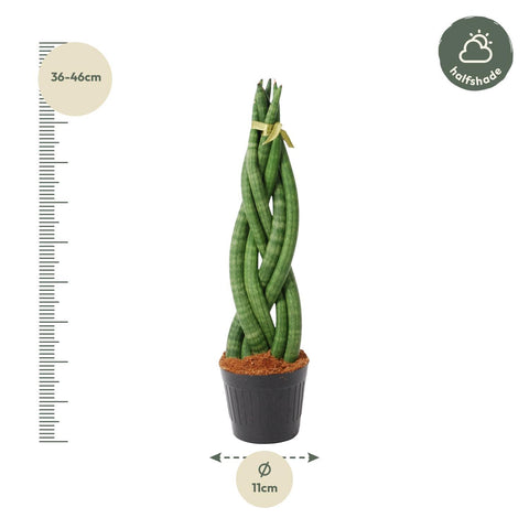 Sansevieria Cylindrica 'Twist' - 40 cm - ø10,5