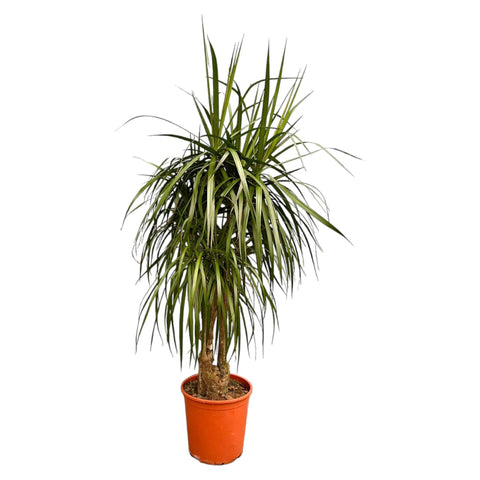 Dracaena Anita Variegata - 190cm