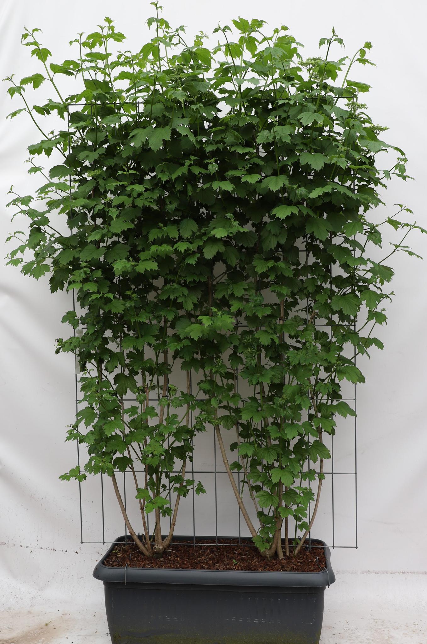 Viburnum Opulus - ↨180cm - 1 Stück