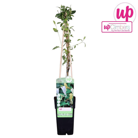 Lonicera japonica 'Halliana' - ↨65cm - Ø15