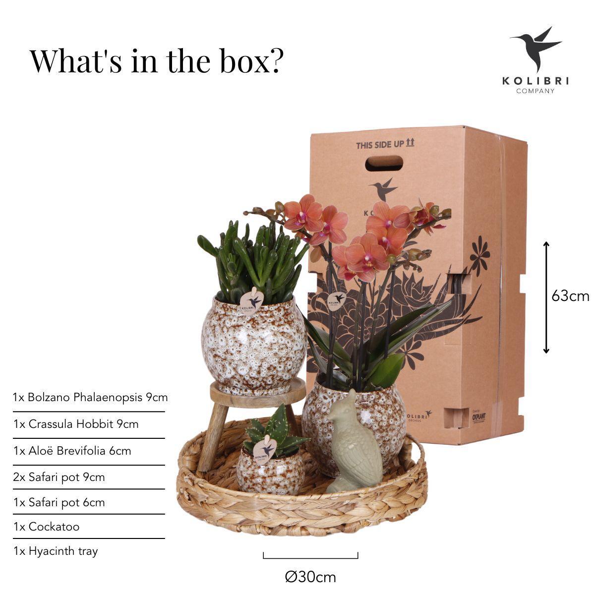 Kolibri Company | Geschenkset Ungezähmte Natur | Pflanzenset mit roter Phalaenopsis Orchidee und Sukkulenten inkl. Keramik Ziertöpfe