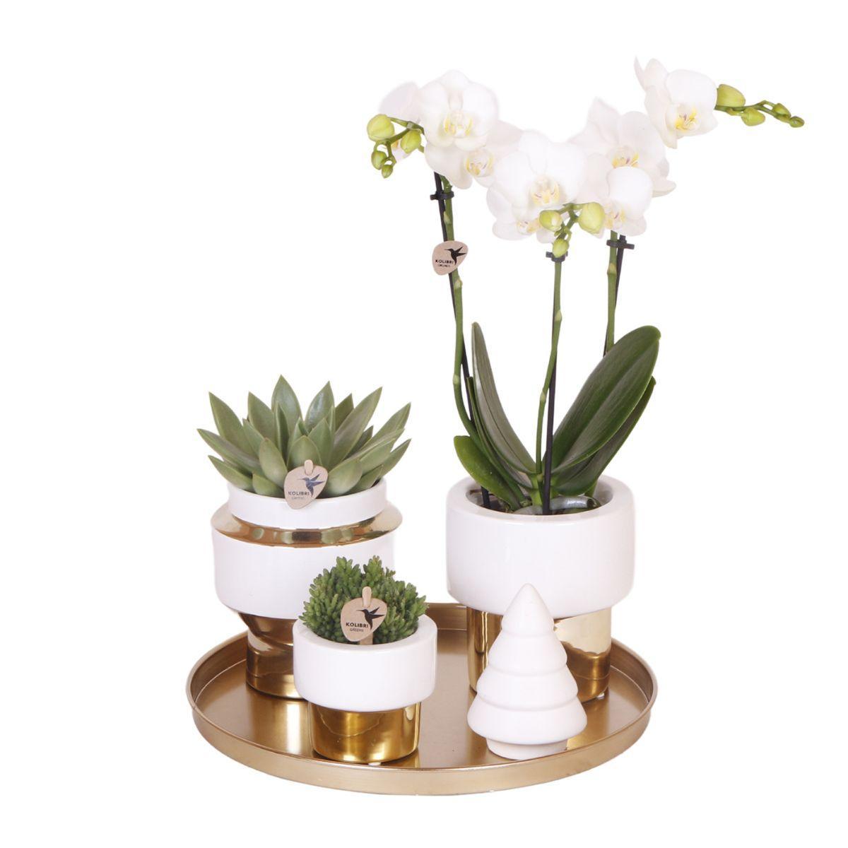 Komplettes Pflanzenset Luxury gold | Grünes Pflanzenset mit weißer Phalaenopsis-Orchidee und Sukkulenten inkl. goldenen Keramik-Ziertöpfen & Weihnachtsbaum-Accessoire