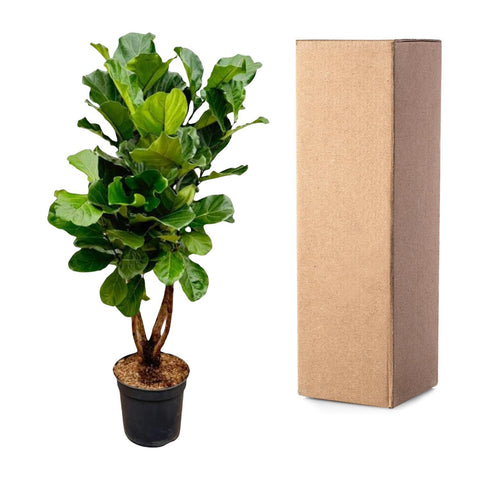 Ficus Lyrata verzweigt XL - 200cm - ø32