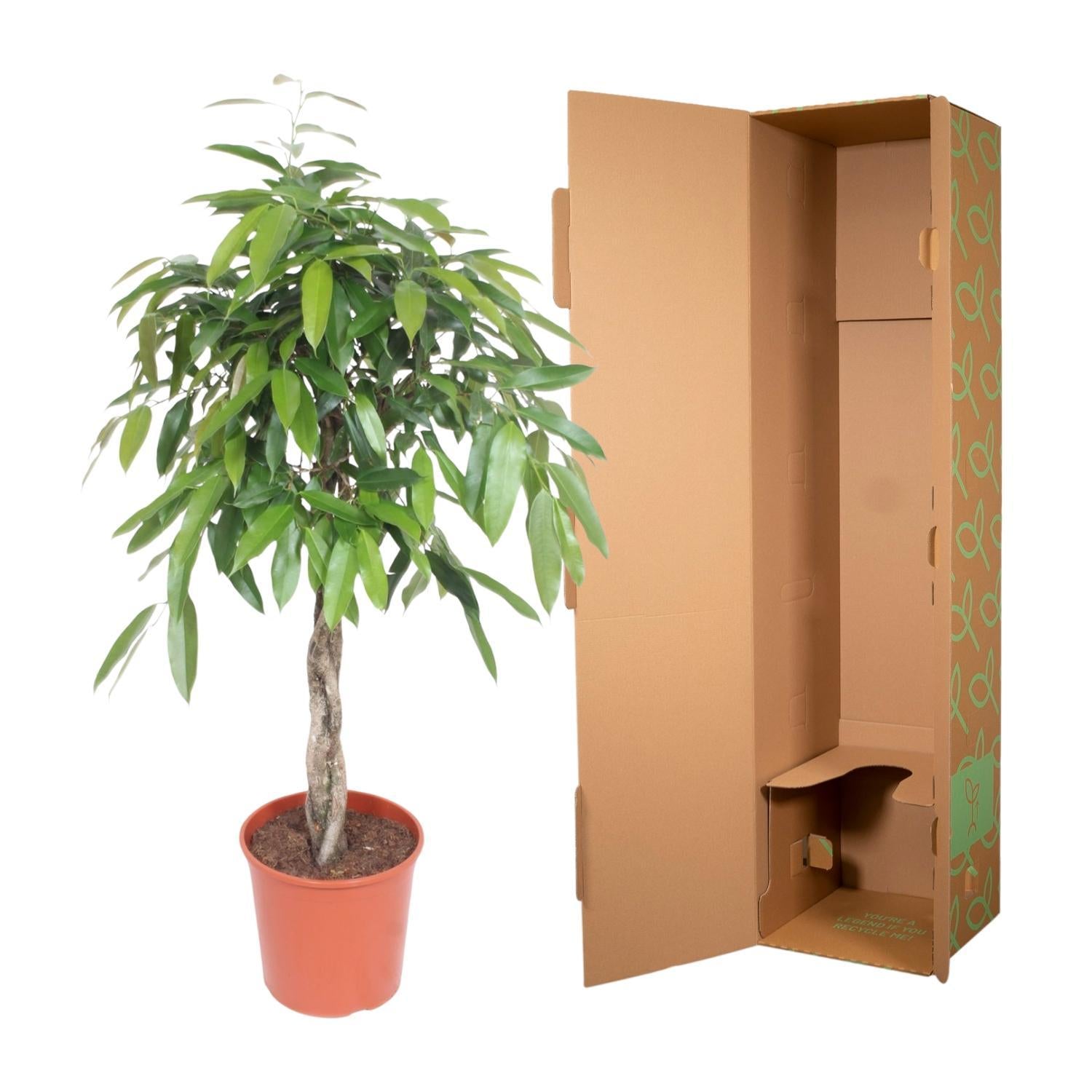 Ficus Amstel King mit geflochtenem Stamm - 140 cm - ø30