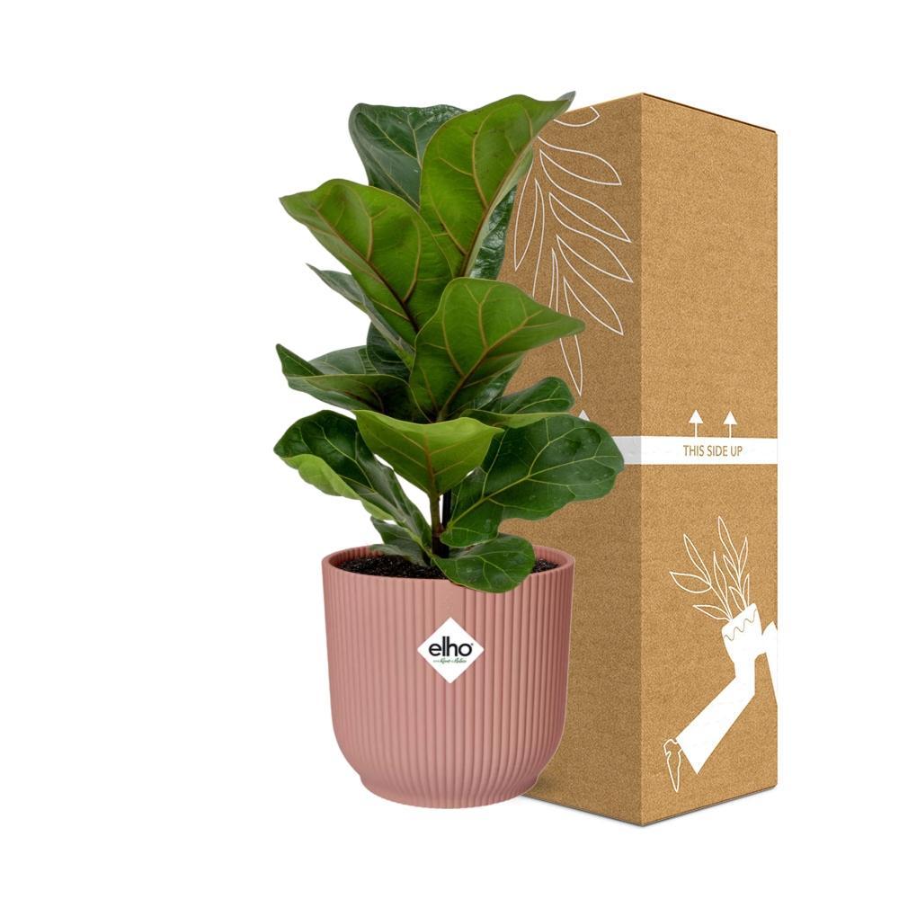 Ficus Lyrata ‘Bambino’ in elho Vibes Fold 14cm Rosa