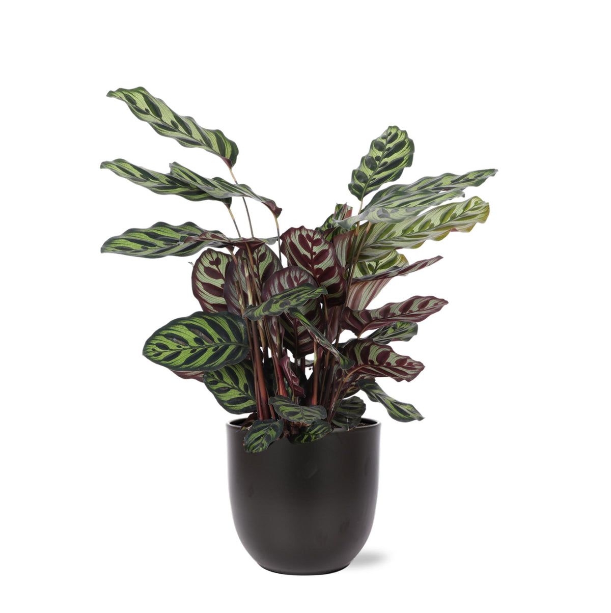 Calathea Makoyana Ø21cm - ↕70cm in Boule Anthrazit