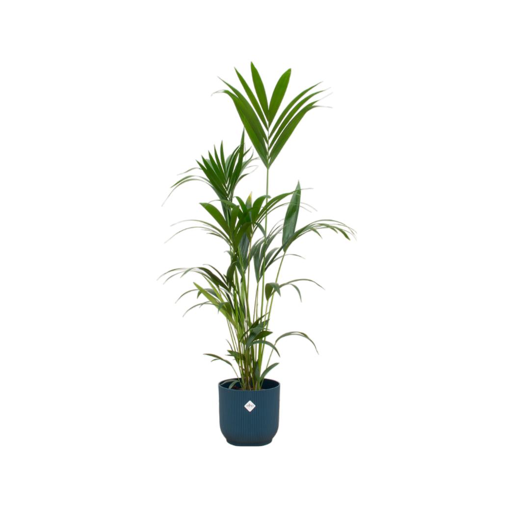 Kentia-Palme inklusive elho Vibes Fold Rund Blau - 160 cm - Ø30 cm