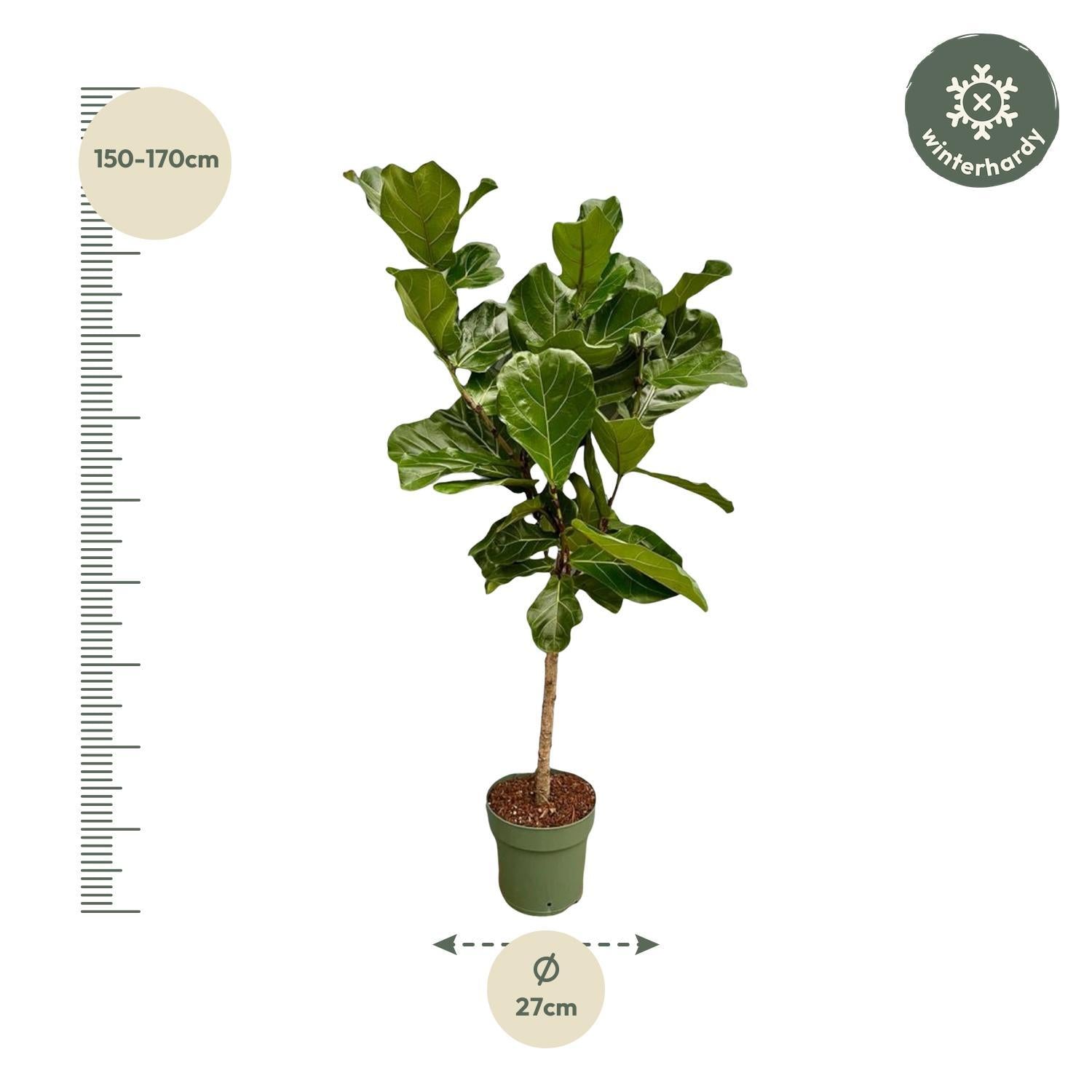 Ficus Lyrata Stamm - 160 cm - Ø27