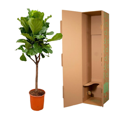 Ficus Lyrata Baum - 180cm - ⌀30