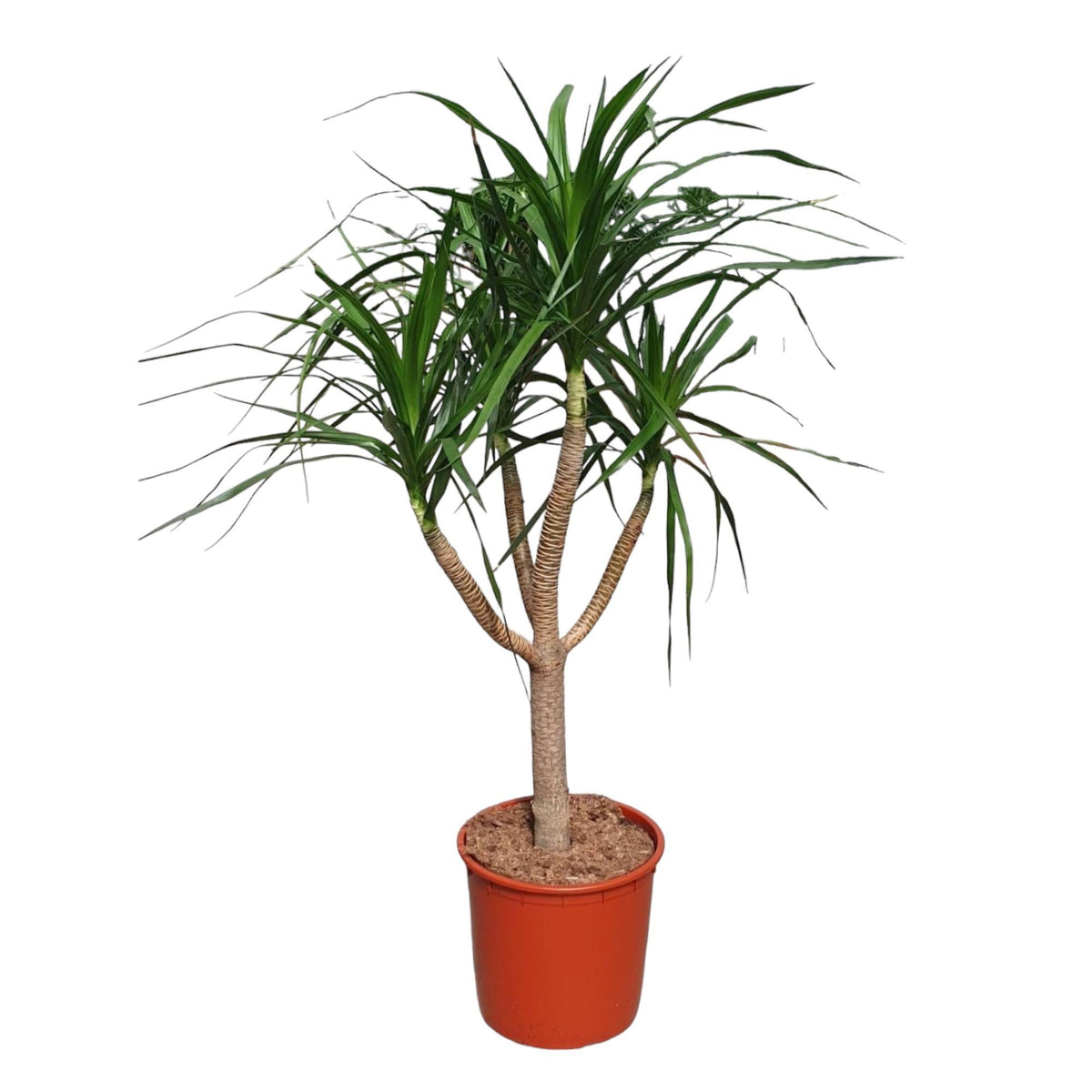 Dracaena Draco verzweigt - 160 cm - ø34