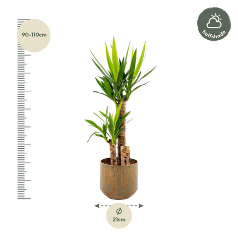 Yucca mit Topf - ↨100cm - Ø21cm