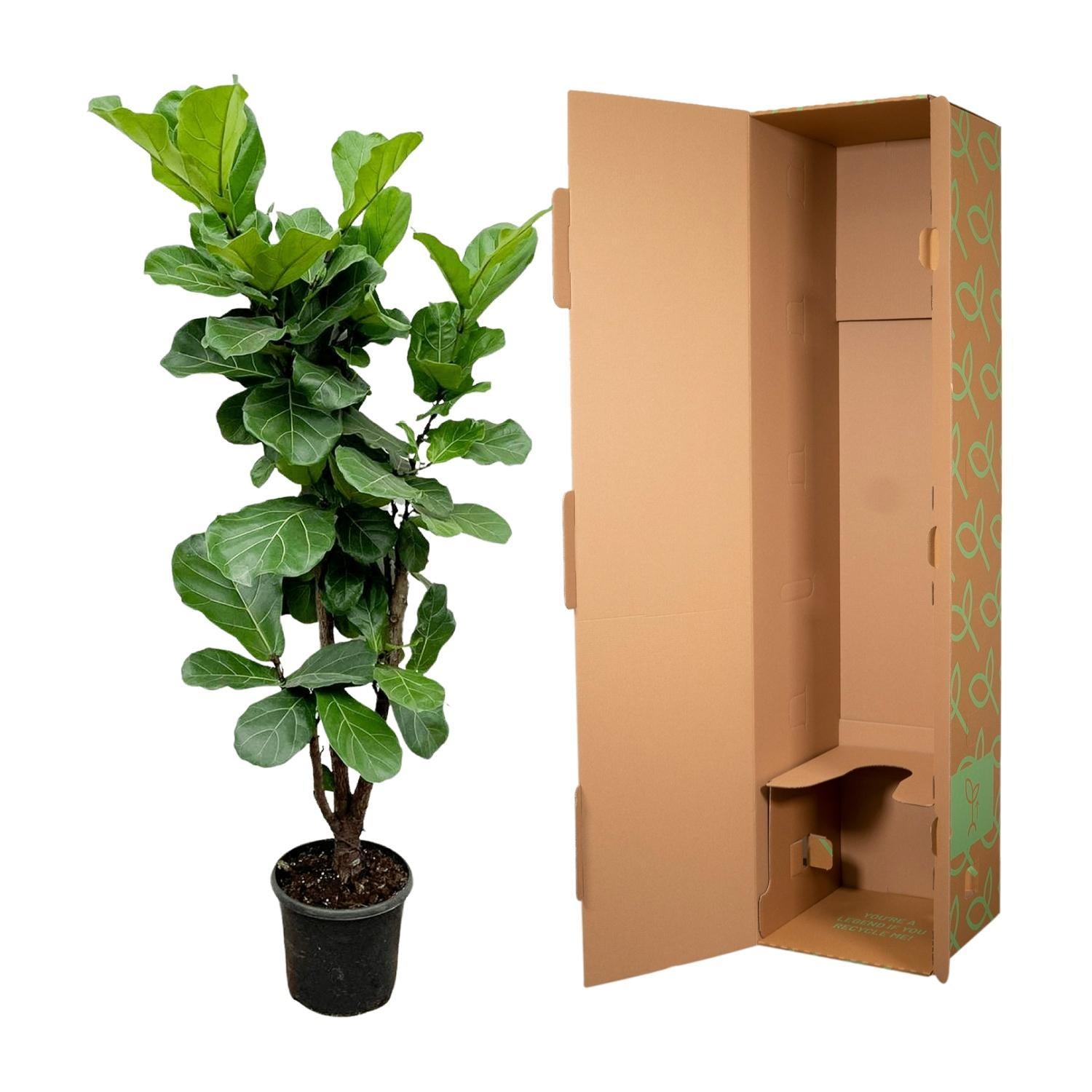 Ficus Lyrata verzweigt - 180cm - ⌀30