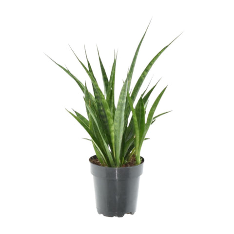 3x Sansevieria Kirkii - 38 cm - ø12