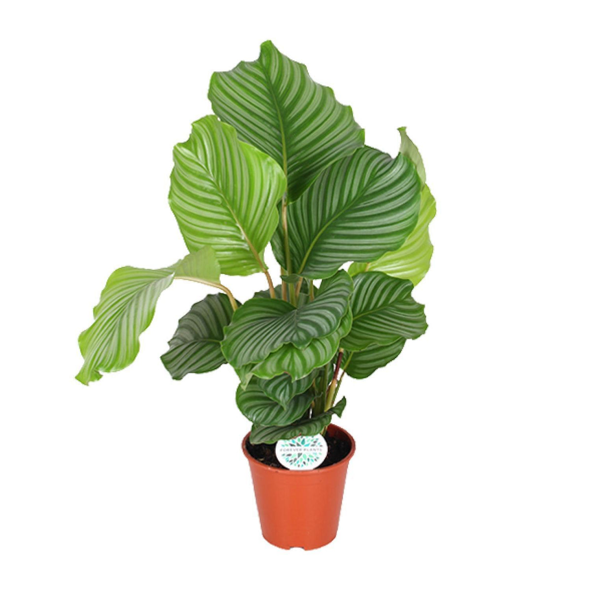 Calathea Orbifolia - Ø17cm - ↕60cm