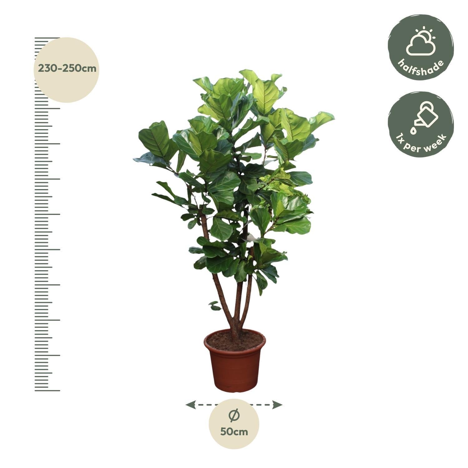 Ficus Lyrata verzweigt - 240 cm - ø50