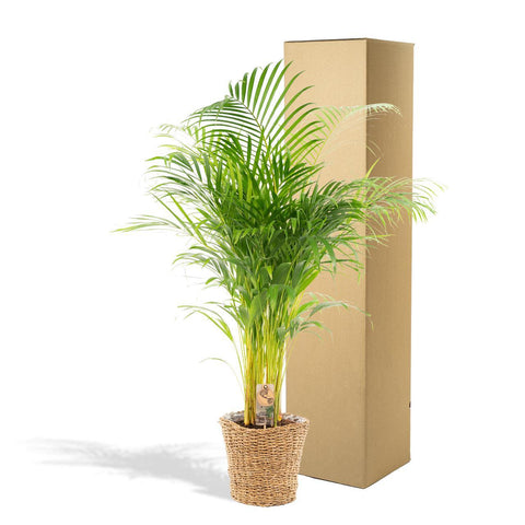 Areca mit Korb - ↨110cm -Ø21cm